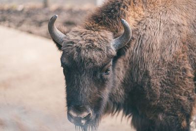 Close-up of a horse