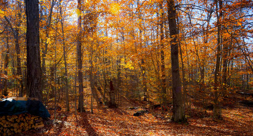 Trees in forest during autumn