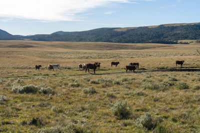 Cattle in a field