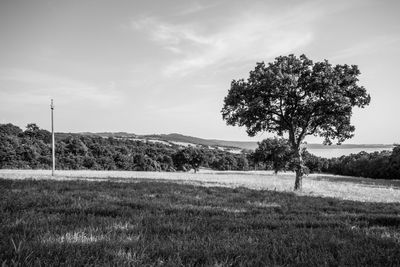 Scenic view of grassy field against sky