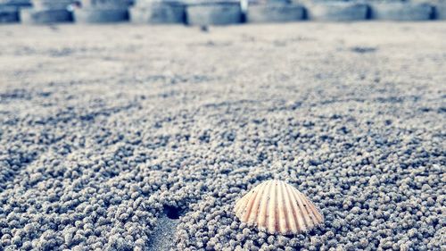 Close-up of snow on land