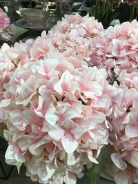 Close-up of pink flowers