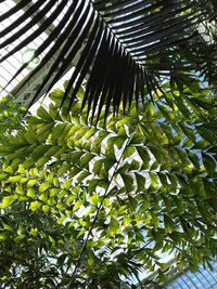 Low angle view of palm tree leaves