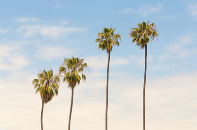 Low angle view of palm trees against sky