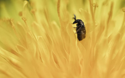 Close-up of insect on yellow flower