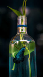 Close-up of fish in glass bottle