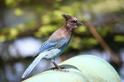 Close-up of bird perching on railing