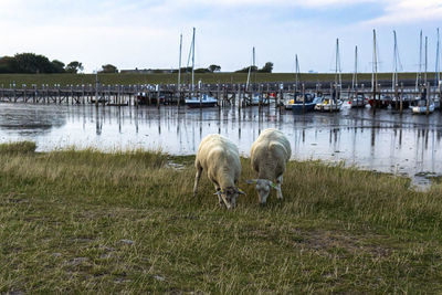 Sheeps - rantum, sylt