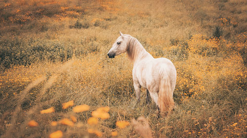 Horse in freedom, on flower field, looking attentively, lusitano breed.