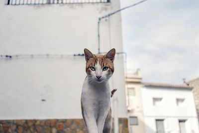 Portrait of cat against sky