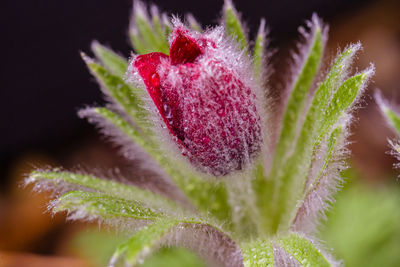 Close-up of pink flower bud
