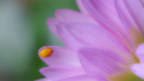 Close-up of pink flower