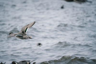 Seagull flying over sea