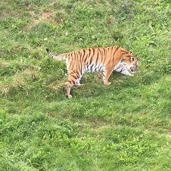 Tiger in a field