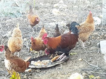 Close-up of birds in farm