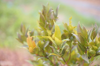 Close-up of flowering plant