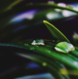 Close-up of water drops on leaf