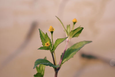 Close-up of flowering plant