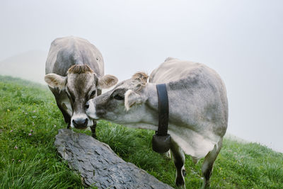 Horses in a field