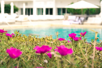 Close-up of pink flowering plants