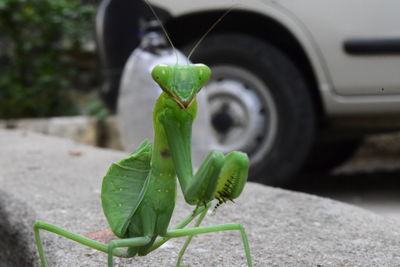Close-up of mantis standing on pavement