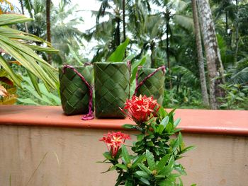 Potted plant in greenhouse