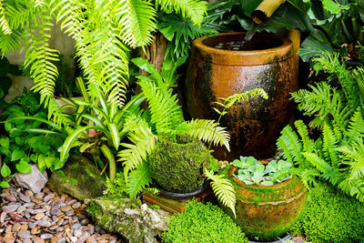 Close-up of potted plant