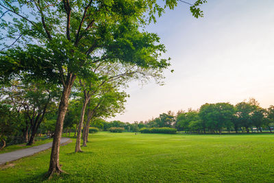 Trees on field against sky