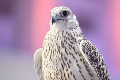 Close-up of eagle