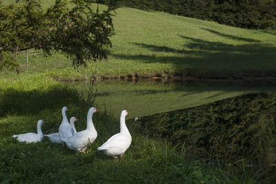 View of swans in calm water