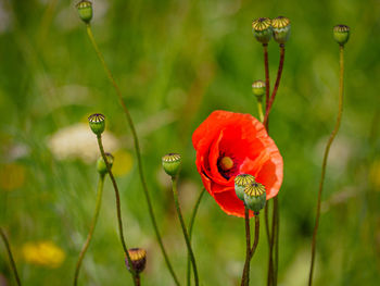 Close-up of red poppy flowers