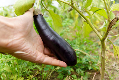 Cropped hand of man holding plant