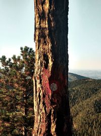 View of tree trunks in forest