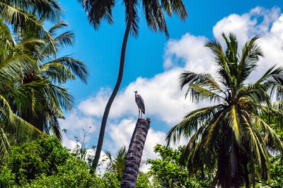 White heron sitting on a tree against the blue sky.