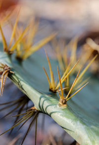 Close-up of insect on plant