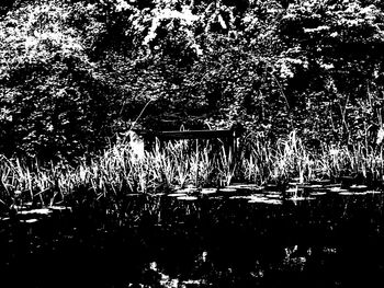 Reflection of trees in lake