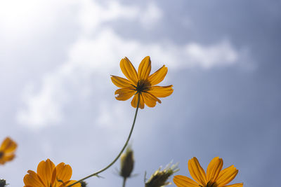 Low angle view of yellow flowering plant against sky