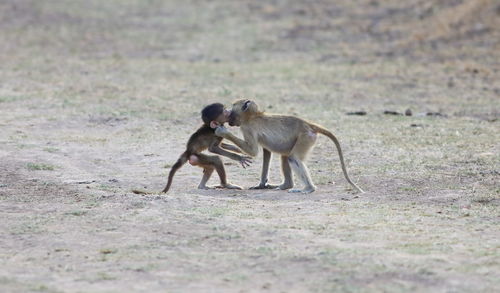 Monkey with infant kissing on field