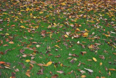 Autumn leaves on grassy field