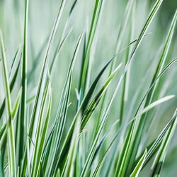 Close-up of wheat growing on field