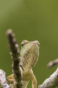 Close-up of a bird