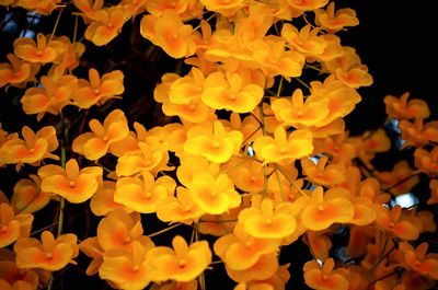 Close-up of yellow flowers