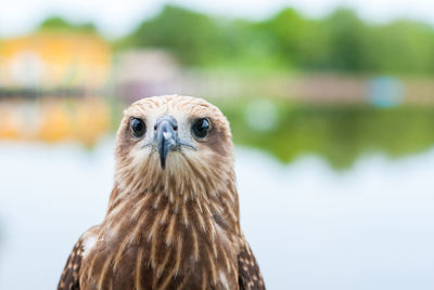 Close-up portrait of a bird