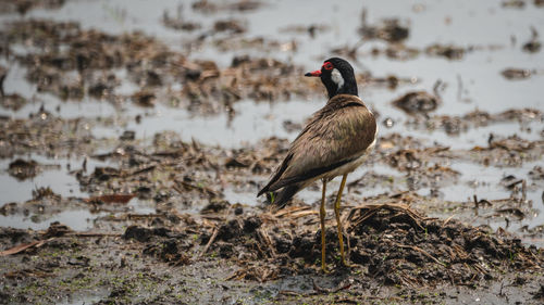 Bird perching on rock at lakeshore