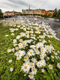 Close-up of flowers blooming in city against sky