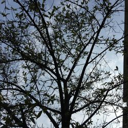 Low angle view of trees against sky