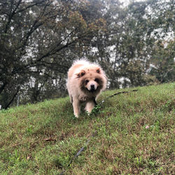 Portrait of dog on field