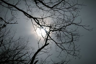 Low angle view of bare tree against sky at night