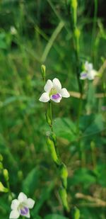 Close-up of white flowering plant