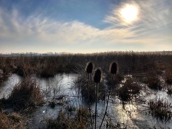 Scenic view of silhouette plants against sky